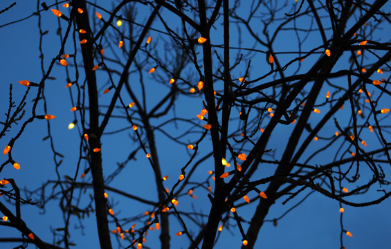 lights.web