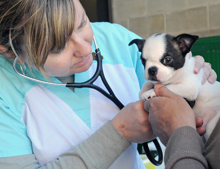 Street Vet Clinic 1 – Don Denton