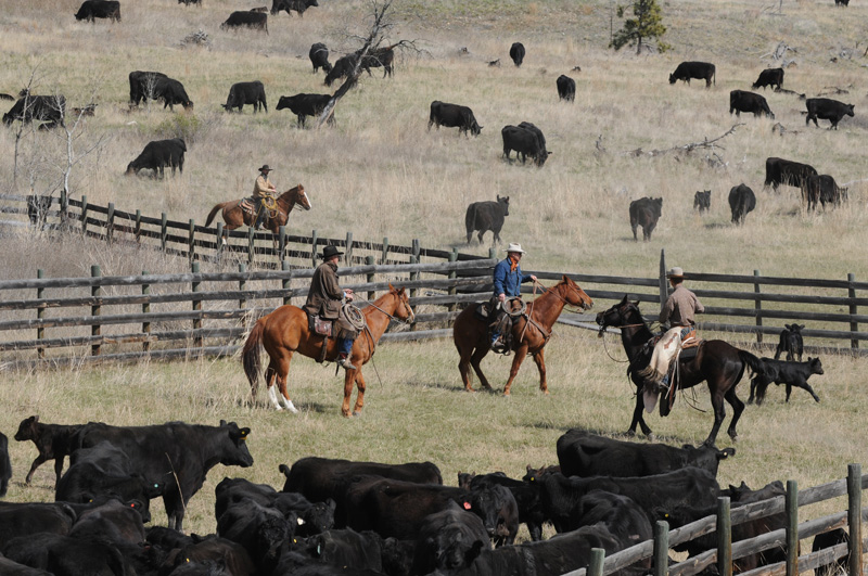 Cowboys and Cattle Merritt, BC 2014